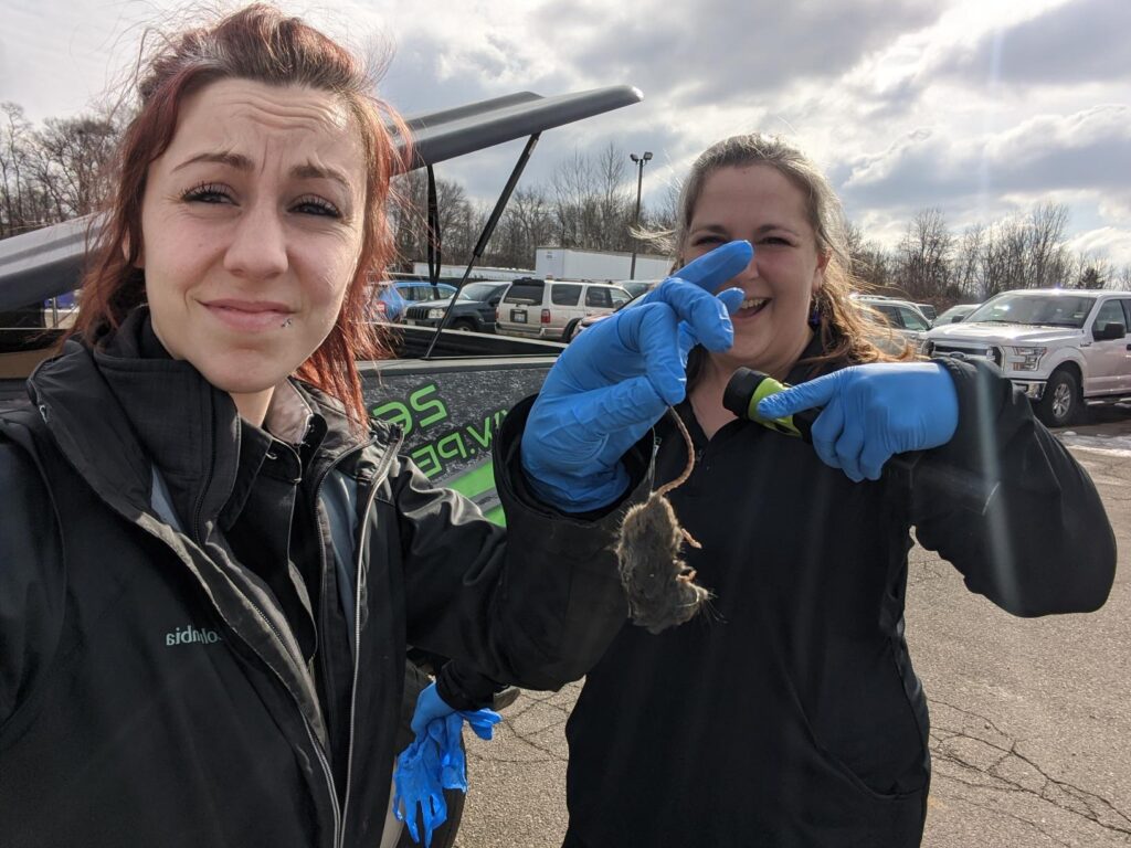 Two of our staff holding a mouse, representing our service of rodent control.