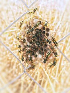 A close up of bees building their nest, representing one of our pest control services.