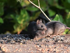 A close up of two mice, representing one of our pest control services.