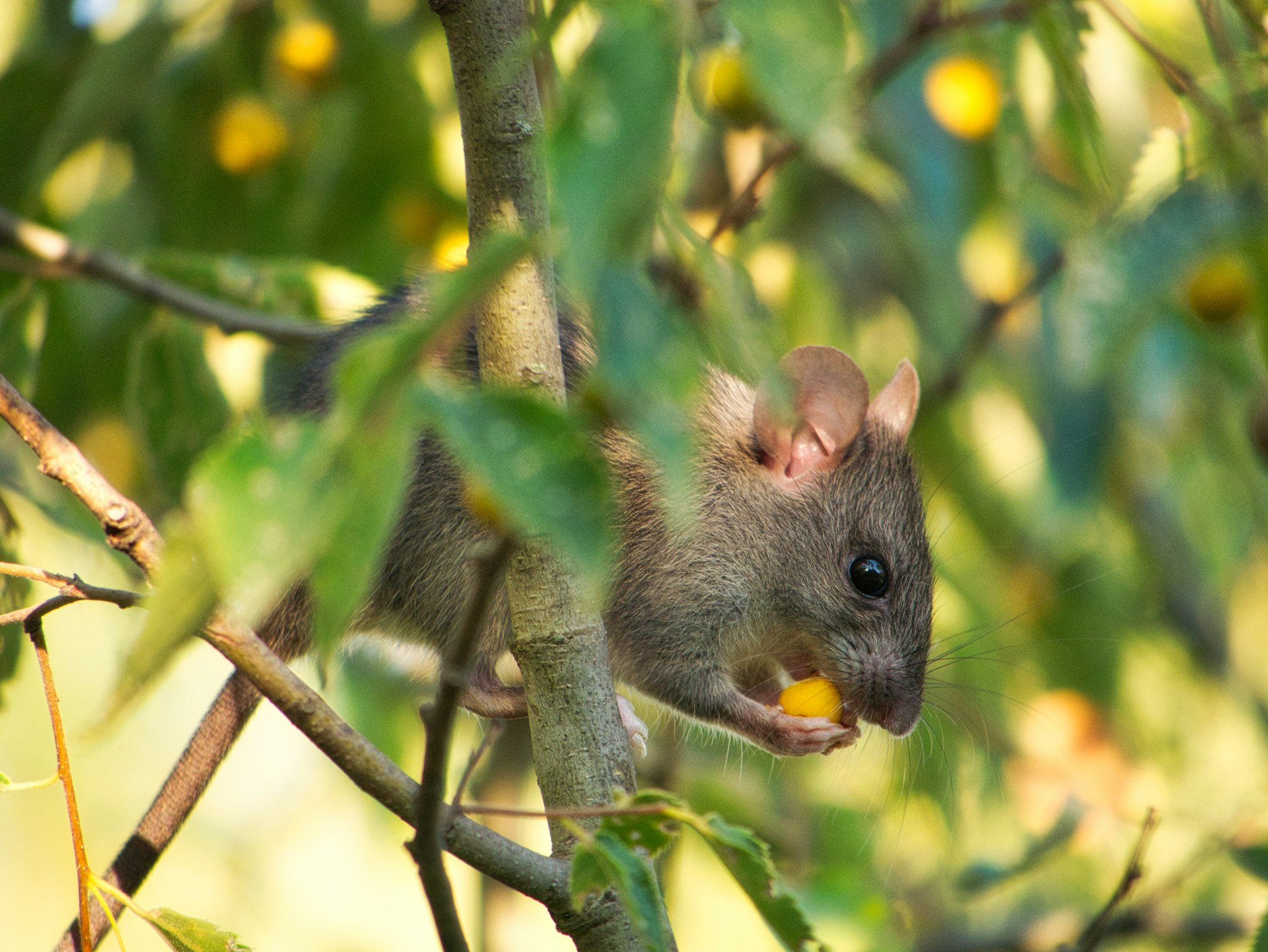 A close up view of a mouse eating a small corn kernel, while sitting on a branch in a tree.