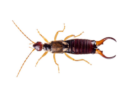 Common aka European earwig, Forficula auricularia studio isolated on white. Male, overhead view.