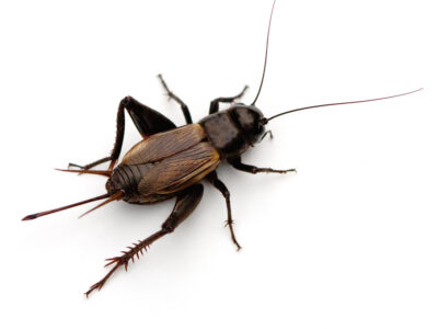 Field Cricket (Gryllus) on a white background