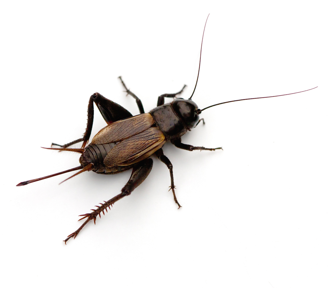 Field Cricket (Gryllus) on a white background