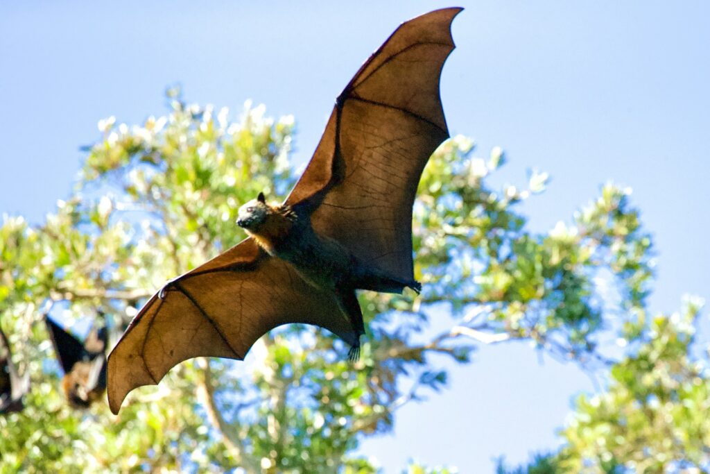 A bat in flight with wings fully extended and trees in the background.