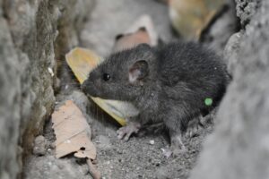 Mouse demonstrating typical behavior of seeking shelter and entry points into homes.