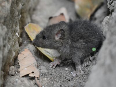 Mouse demonstrating typical behavior of seeking shelter and entry points into homes.