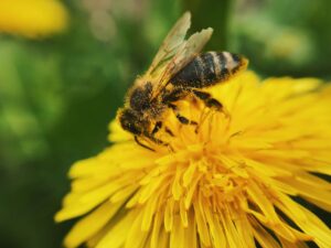 A bee on dandelion collecting pollen in the spring.