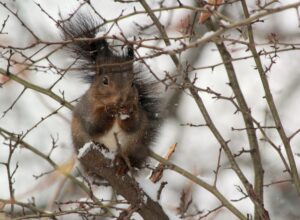 A fluffy brown squirrel sits perched on a snow-dusted branch, enjoying a nut in the cold winter weather.