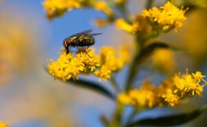 A fly, representing a common pest that can damage a business's reputation.