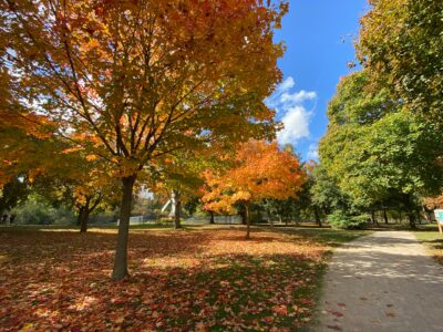 Autumn leaves in a park with a walkway on the right side.