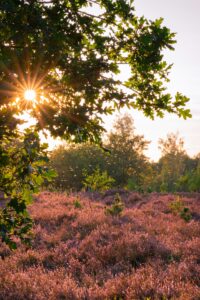 Summer sunset over a field.