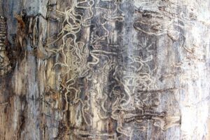 Termite damage to wood, illustrating the importance of regular pest inspections for businesses.