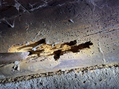 Close up of a wooden beam in a basement, showing evidence of extensive damage caused by subterranean termites.