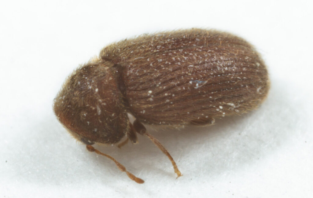 Close up view of a drugstore beetle (Stegobium Paniceum)