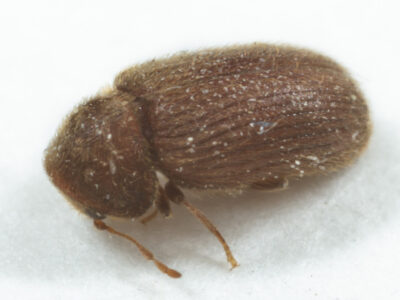 Close up view of a drugstore beetle (Stegobium Paniceum)