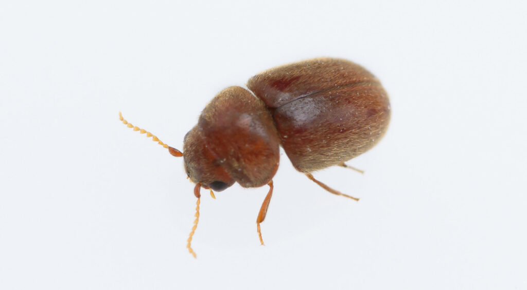 Close up view of a cigarette beetle (Lasioderma Serricorne)