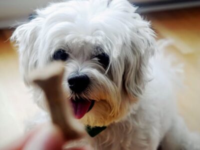 A small dog looking intently at a dog biscuit being offered to him.