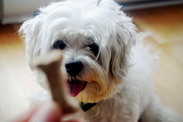 A small dog looking intently at a dog biscuit being offered to him.